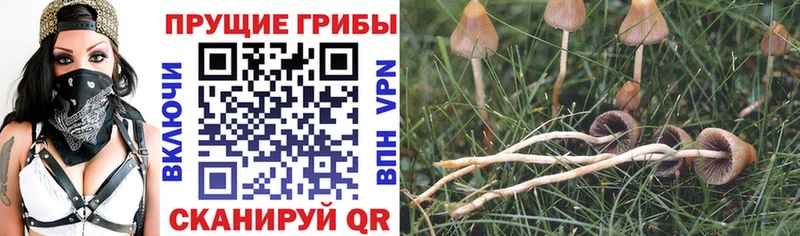 omg как войти Горнозаводск Галлюциногенные грибы мухоморы где купить наркотик